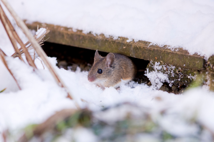 How to Deal With Winter Pests